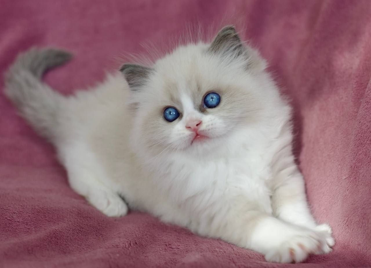 Kitten